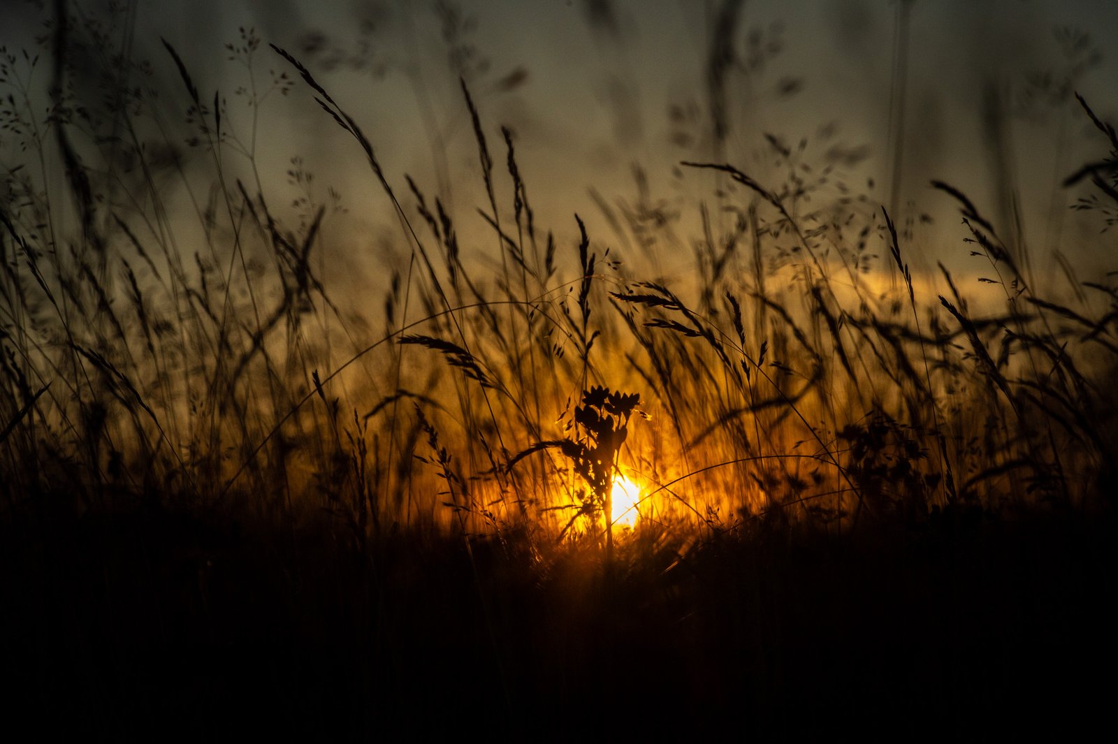 Coucher de Soleil au Champ du Feu