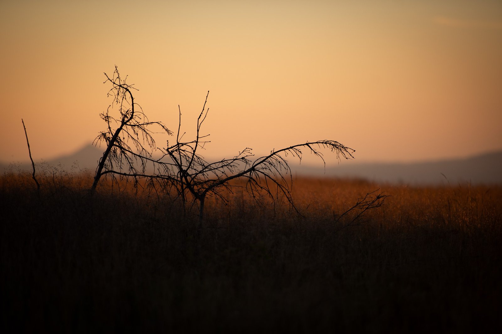 Coucher de Soleil au Champ du Feu